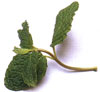 Mint leaf